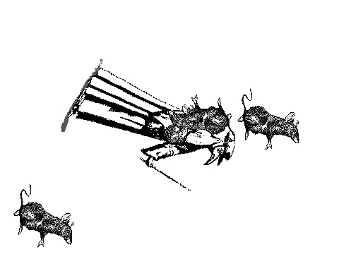 Fleas on rats