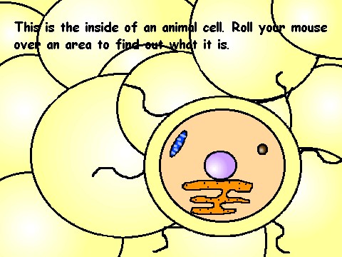 Cassidy's Cell Project