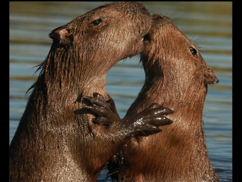 Capybara!